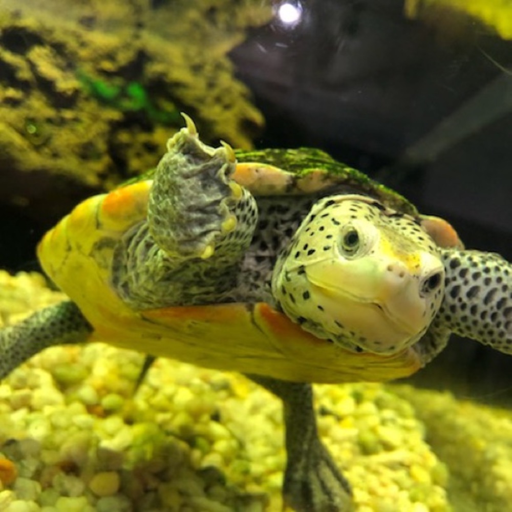 Meet your Posher, Lily